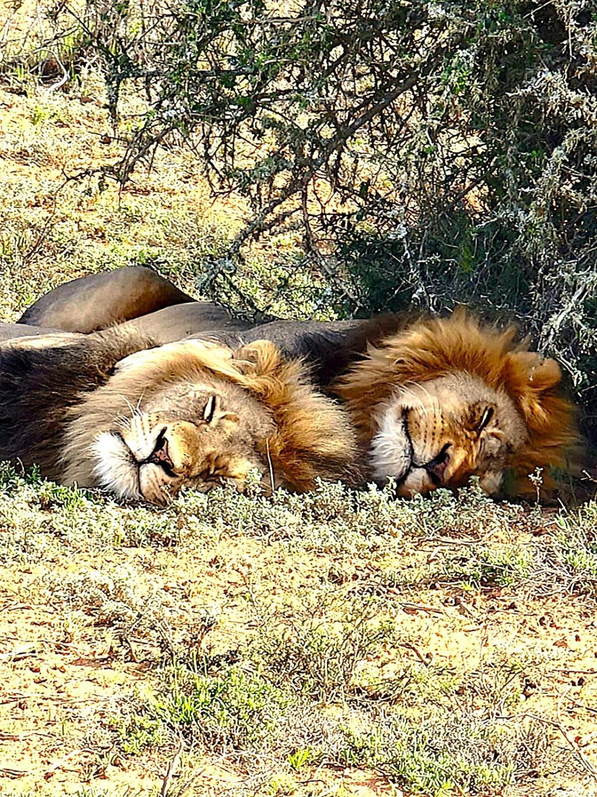 Adrenalin Addo Manor House Villa Luaran gambar